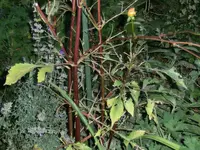 CIMG8347.webp