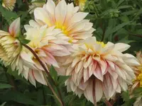 Bild 458.webp