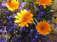 Bild 1402.webp