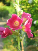 CIMG8342.webp