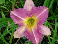 k-DSCI2884.webp