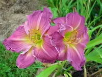k-DSCI2885.webp