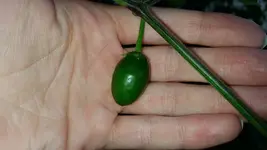 rocoto.webp