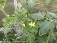 Melonenmix.webp