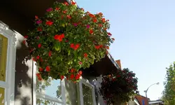 Blumenampeln v (3).webp
