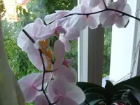 001.webp