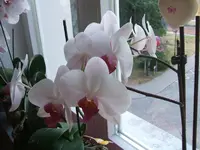 002.webp