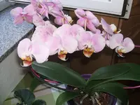 003.webp
