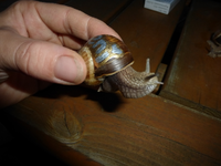 P1160873.webp