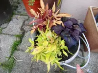 CIMG5126.webp
