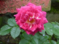 P1160547.webp