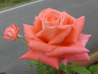 P1160561.webp