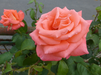 P1160563.webp
