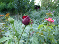 P1160807.webp