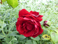 P1160680.webp