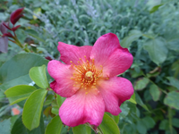 P1160784.webp