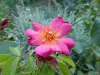 P1160785.webp