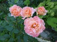 P1160829.webp