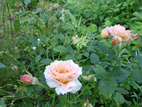P1160832.webp