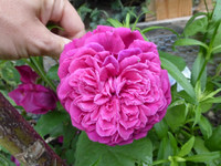 P1160545.webp