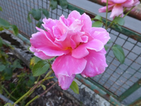 P1160858.webp