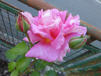 P1160859.webp