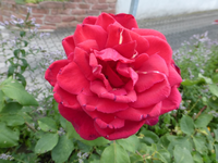 P1160564.webp