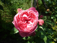 P1160744.webp