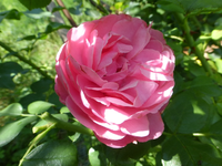 P1160745.webp