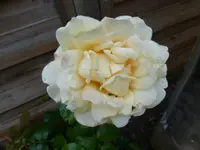 P1160400.webp