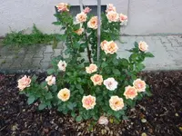 P1160360.webp