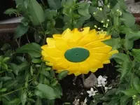 Bild 1259.webp