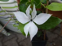 P1160418.webp