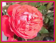 022.webp