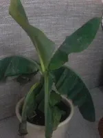 Banane grün.webp