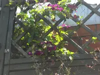 SAM_5060.webp