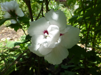 P1160746.webp