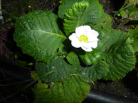 P1160854.webp