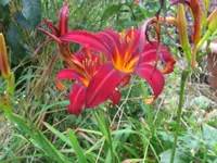 crimson pirat2_1024x768.webp