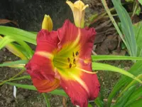 princeton paprika_1024x768.webp
