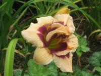 roswitha3_1024x768.webp