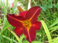 shola2_1024x768.webp