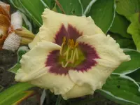 schasen contrast3_1024x768.webp