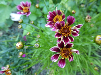 P1160818.webp