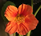 Kapuzinerkresse 140722.webp