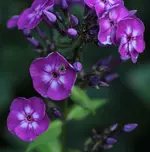 Phlox 140723.webp