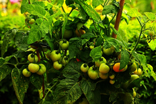 Balkontomate_Miniboy_Fruchtstand_25072014_640.webp
