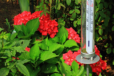 rote Hortensie_namenlos_640.webp