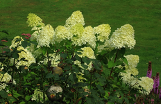 Limelight_weiss_grün_640.webp