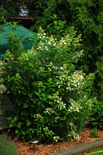 Rispenhortensie_weiss_namenlos_600.webp